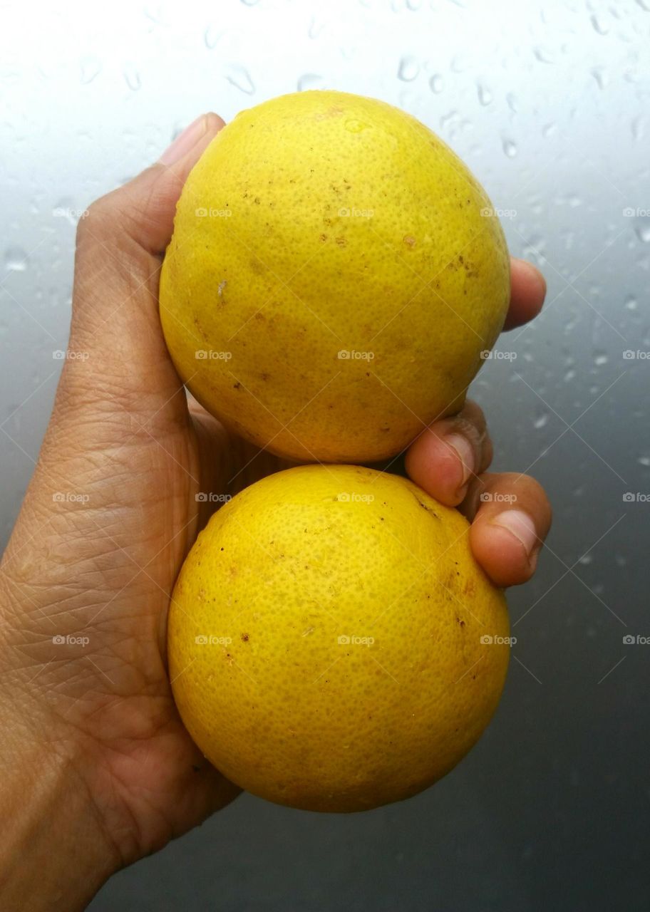 Two lemons in a hand with pastel grey as background...