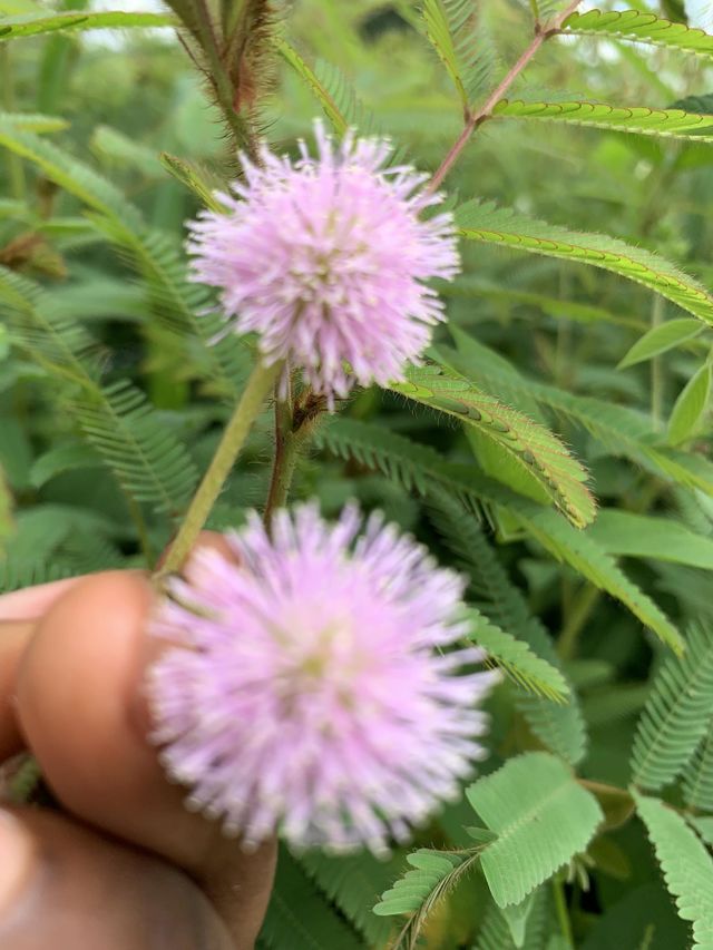 Beautiful flower