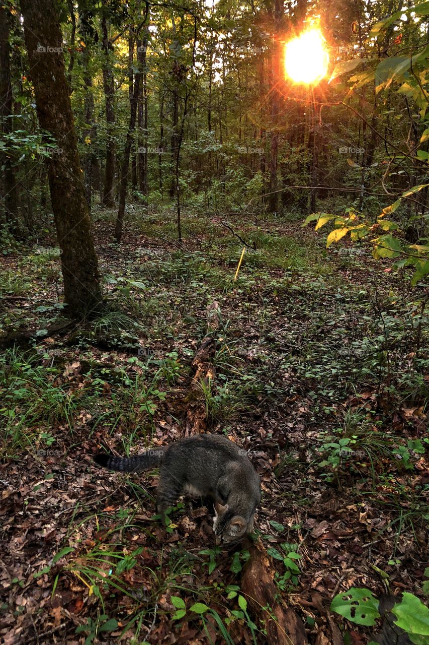 Cat In Sunset Forest 