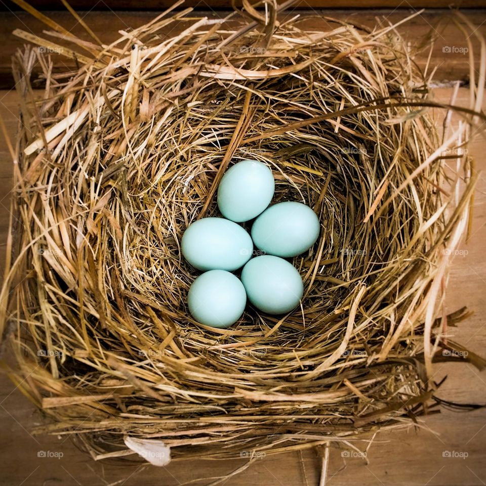 Bluebird Nest with Eggs