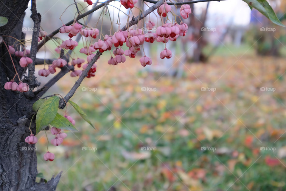 the fruit of winged spindle tree