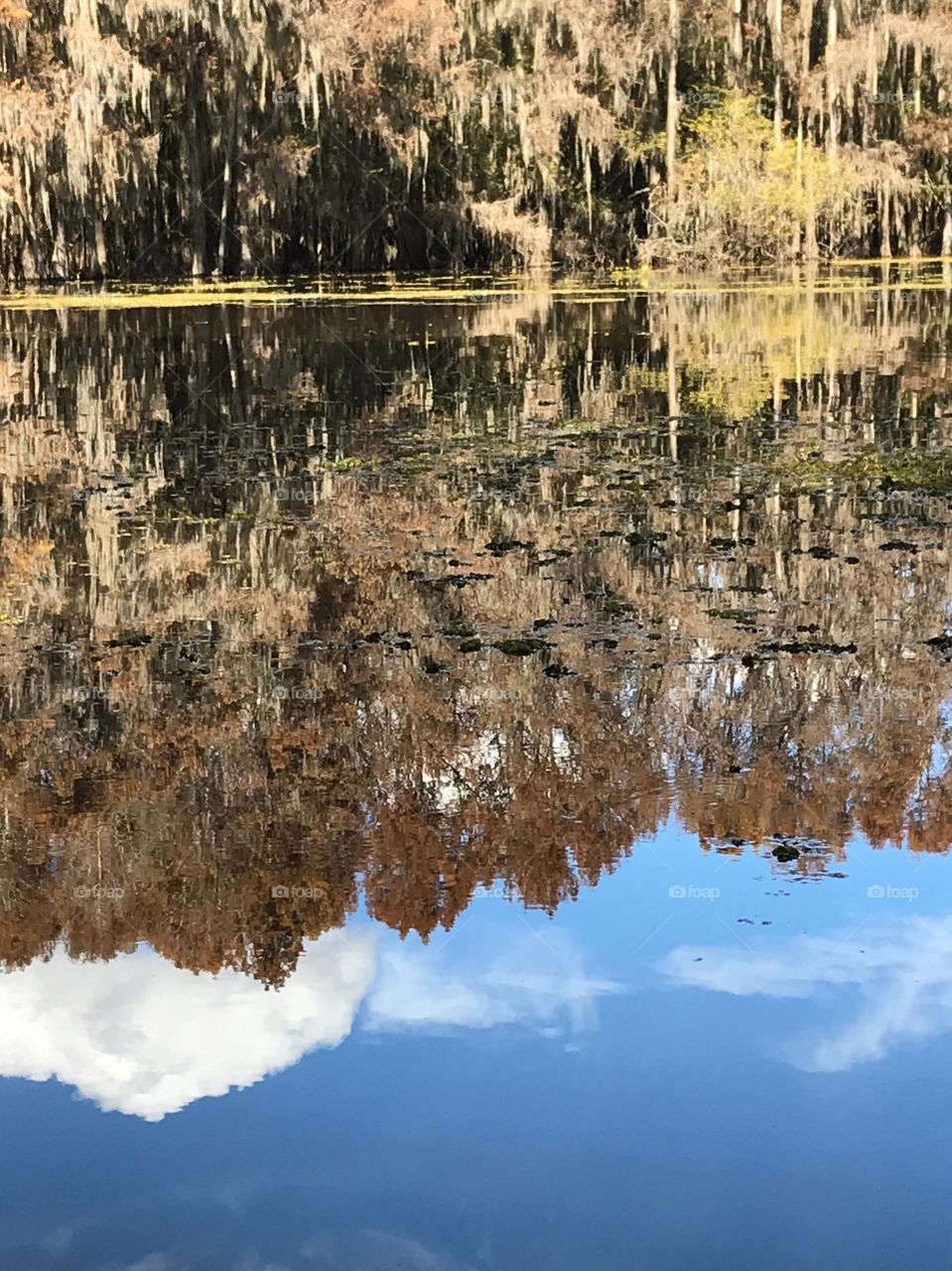 Caddo Lake Cypress Trees Reflection of Sky on Water looks upside down clouds and Spanish moss