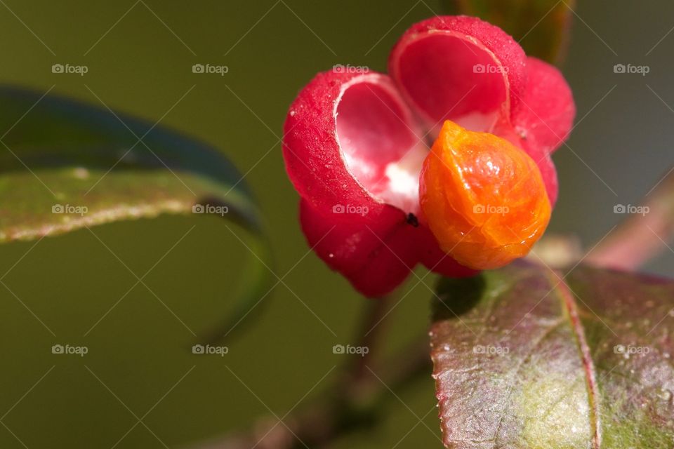 Close-up of plant