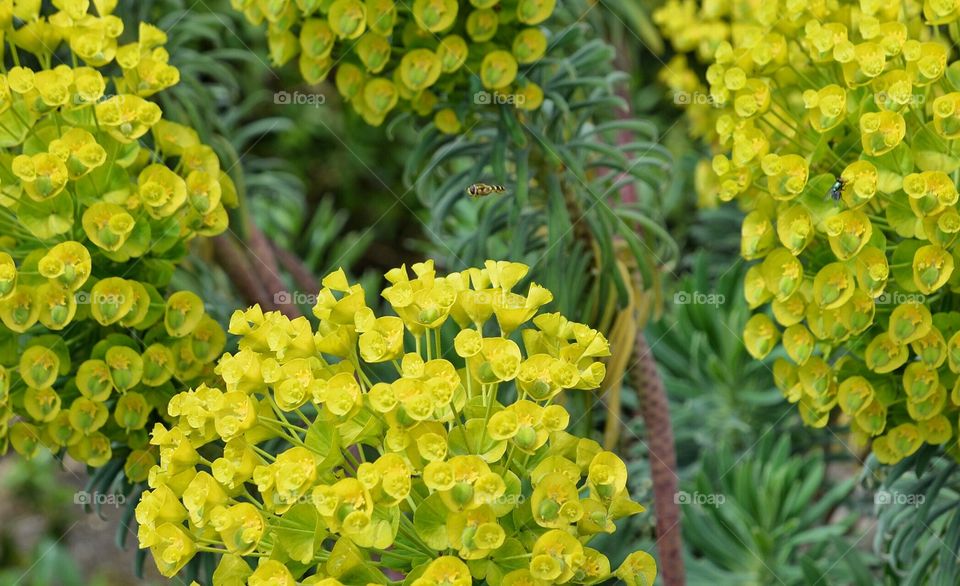 Flowers with flying wasp