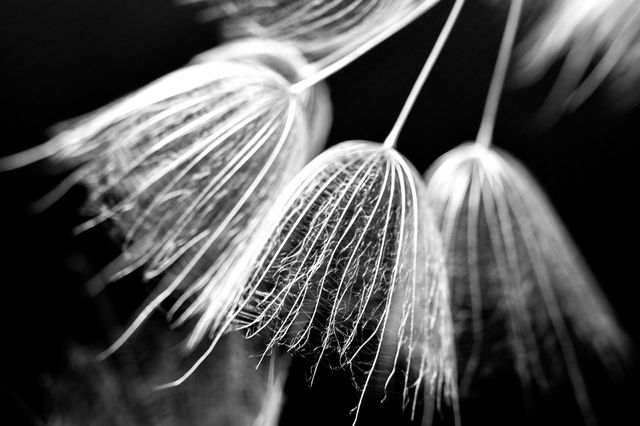 Macro, Dandelion seeds, Black and White Photography