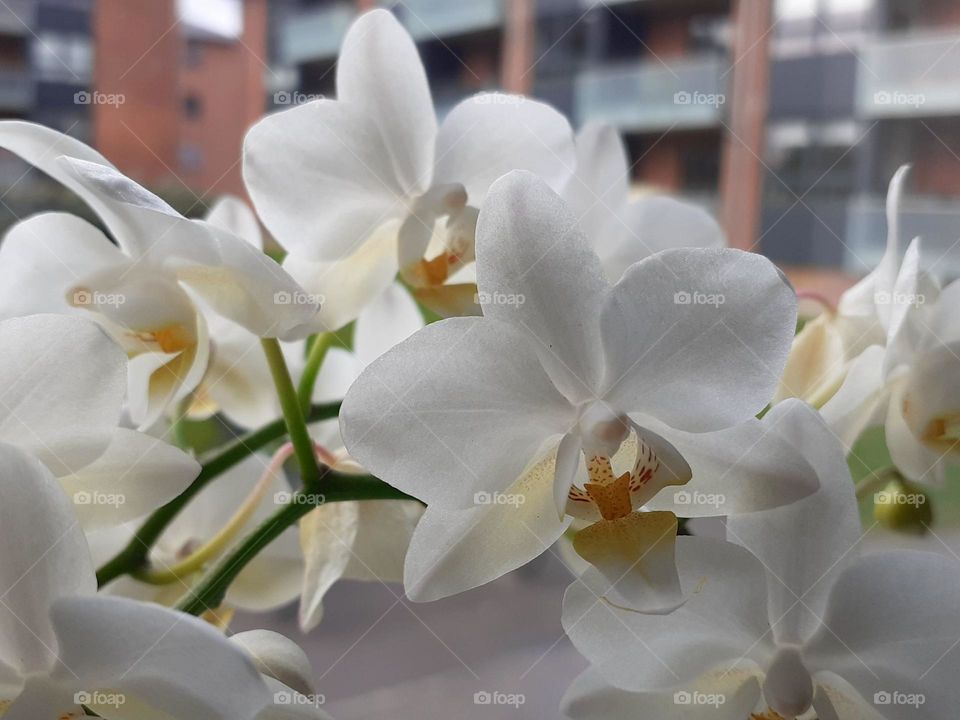 an orchid at the end of town in silence