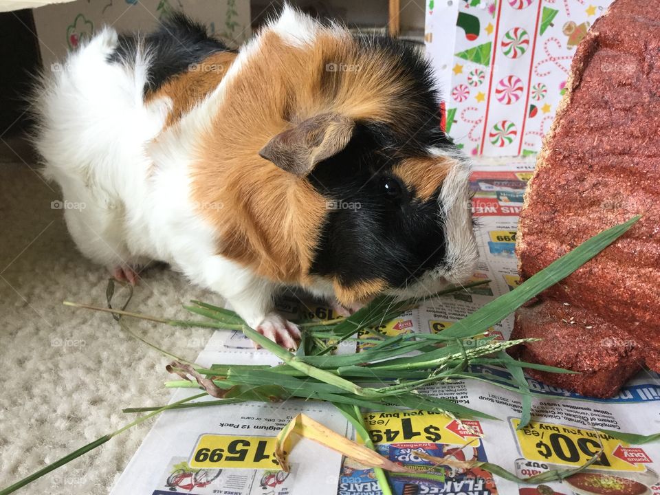 No Person, Cute, Food, Mammal, One