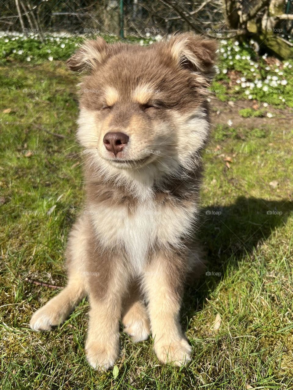 Portrait of a young Finnish Lapphund puppy