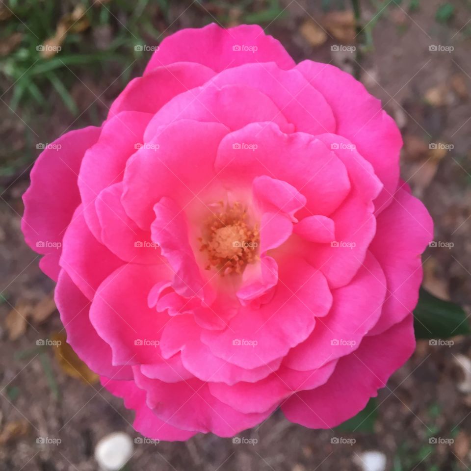 🌹 🇺🇸 Very beautiful flowers to brighten our day.  Live nature and its beauty. Did you like the delicate petals? / 🇧🇷 Flores muito bonitas para alegrar nosso dia. Viva a natureza e sua beleza. Gostaram das pétalas delicadas?