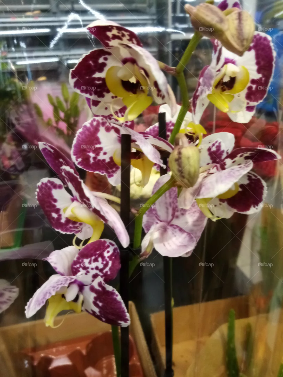 Blumen