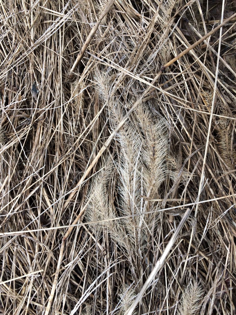 Grass reed lying on old brown trampled down grass