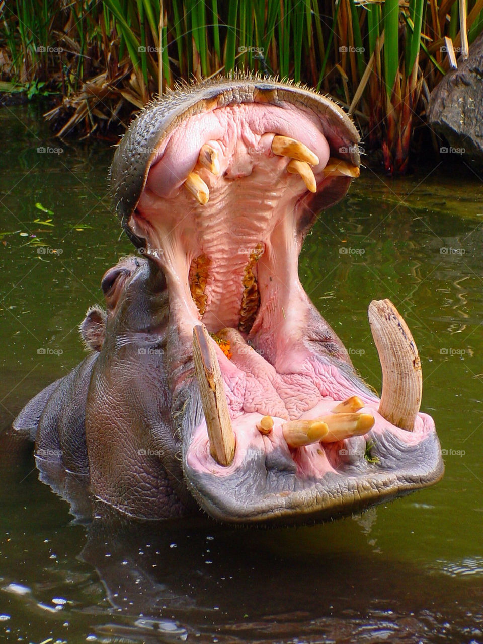 teeth zoo dentist open by kshapley