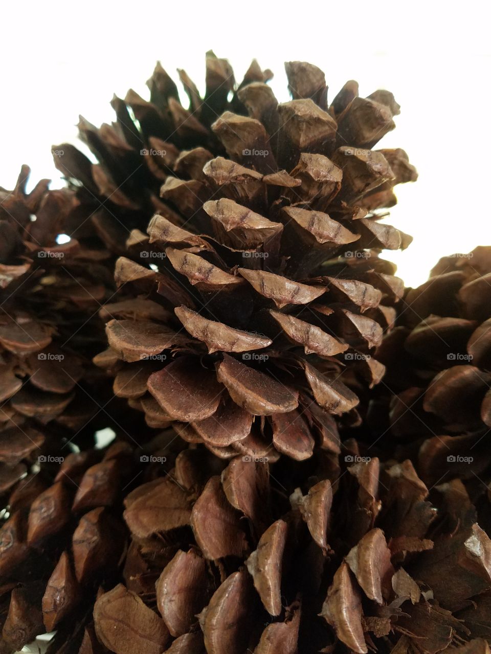 stacked pine cones