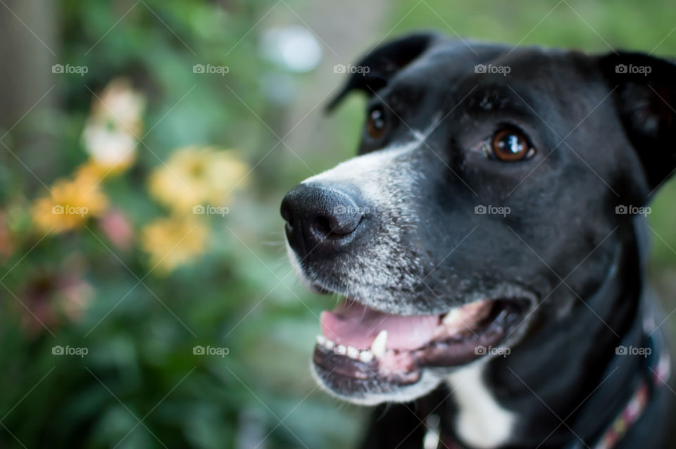 Smiling happy dog with big puppy dog eyes closeup of snout in dreamlike garden background - dog is labrador and boxer mix Boxador breed healthy pet photography
