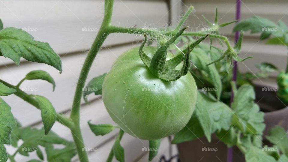 Growing Tomato