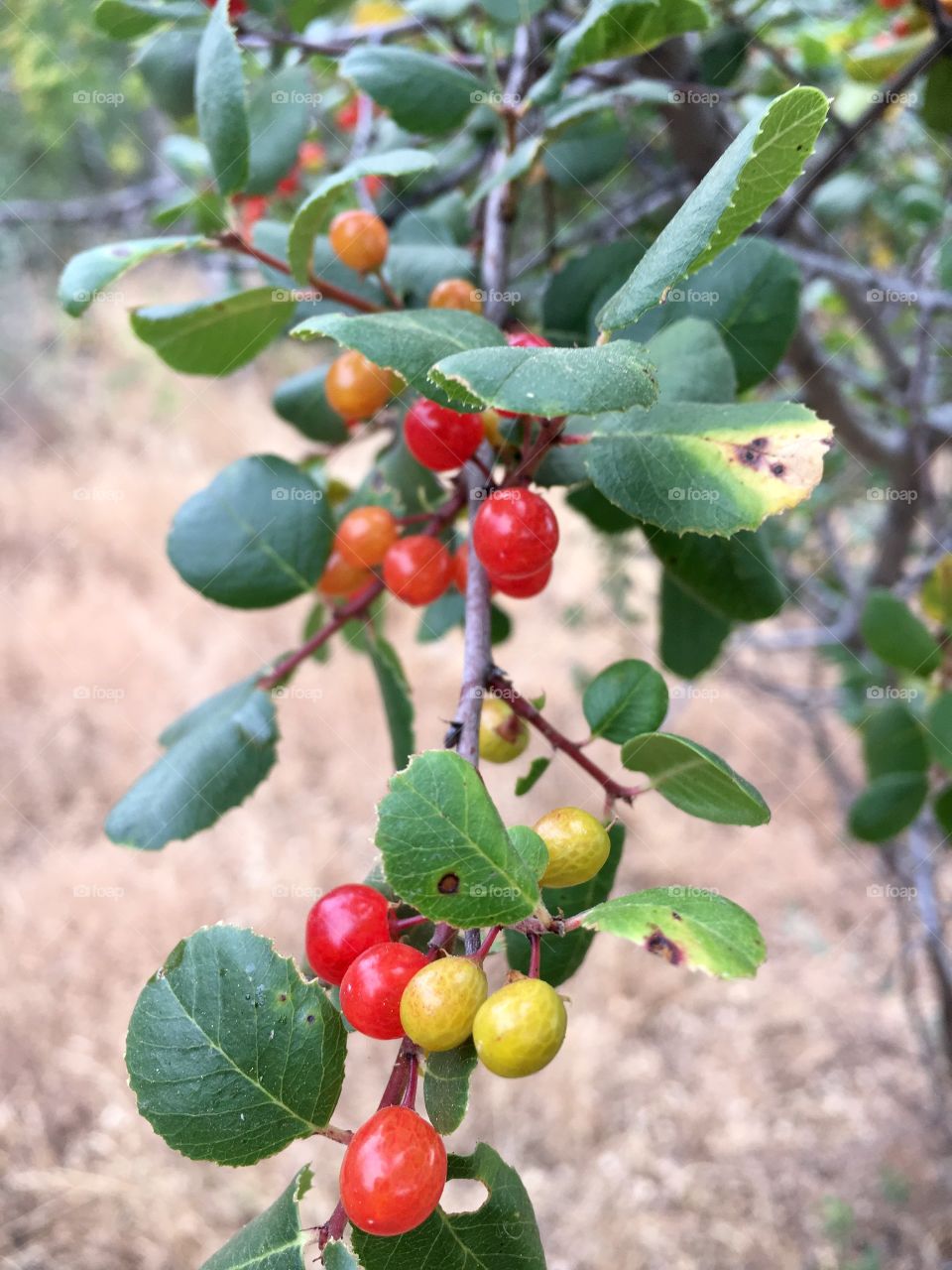 Colorful tree berries 