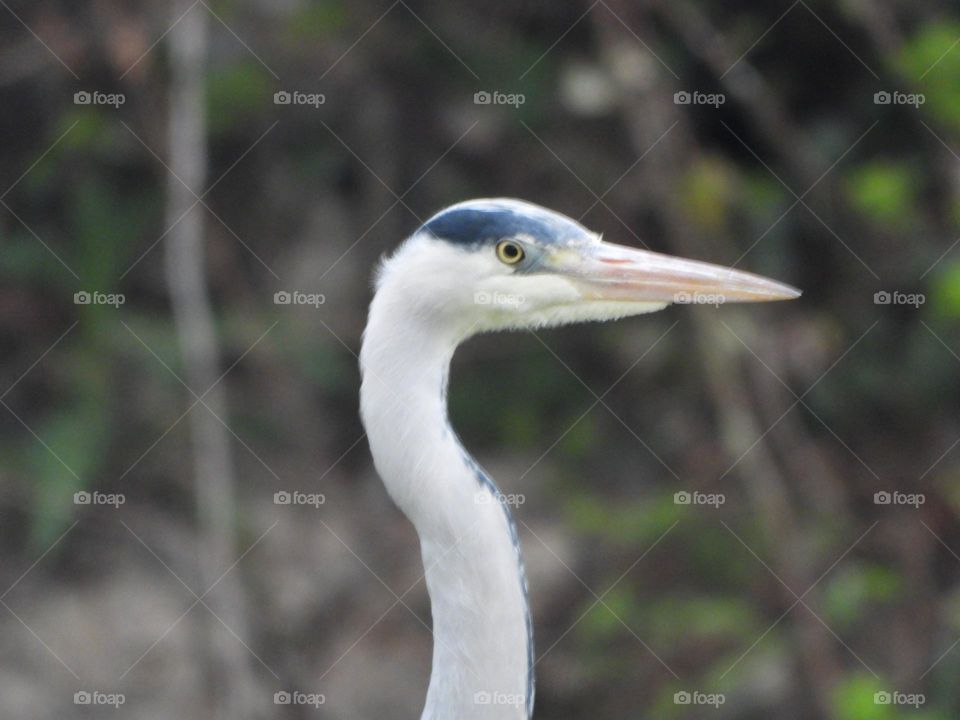 A close up of a heron 