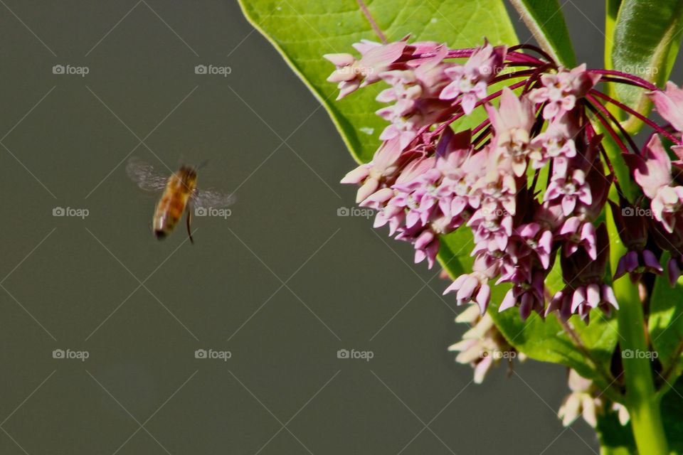 Flowers and bee.