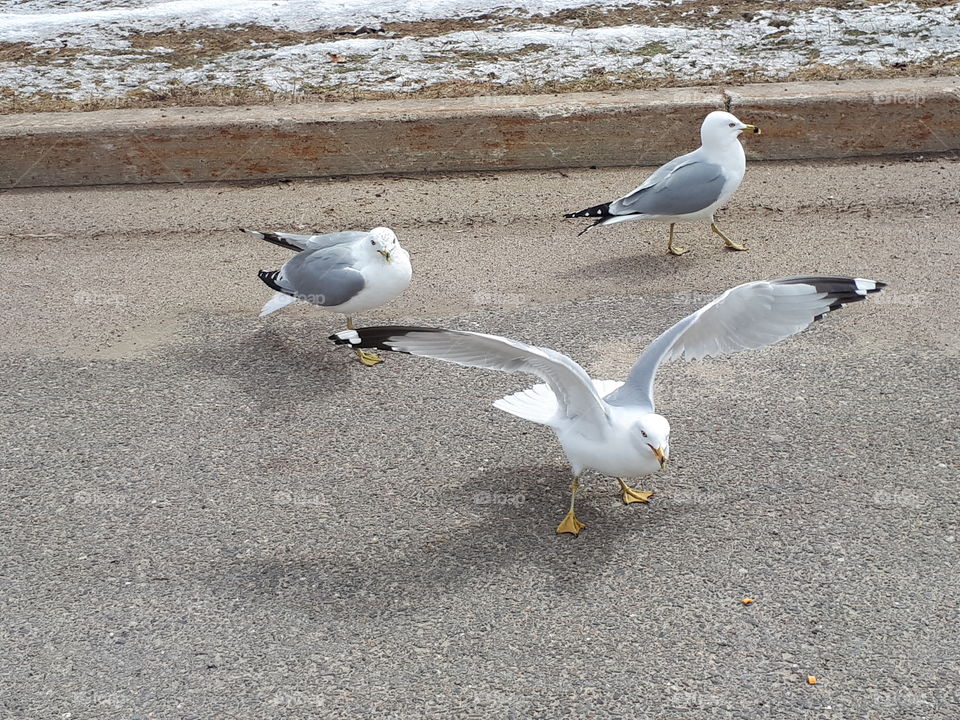 seagulls