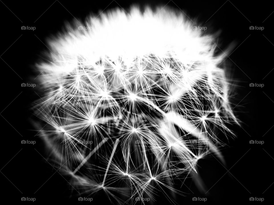 Black and white dandelion clock