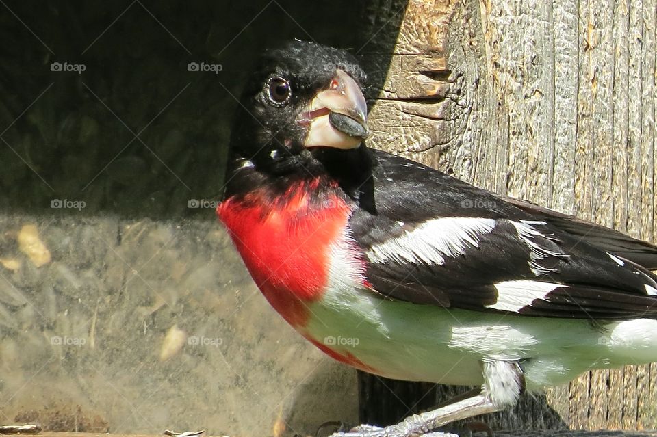Redbreast Grosbeak with seed