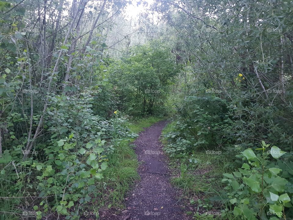 Narrow path in the forest.