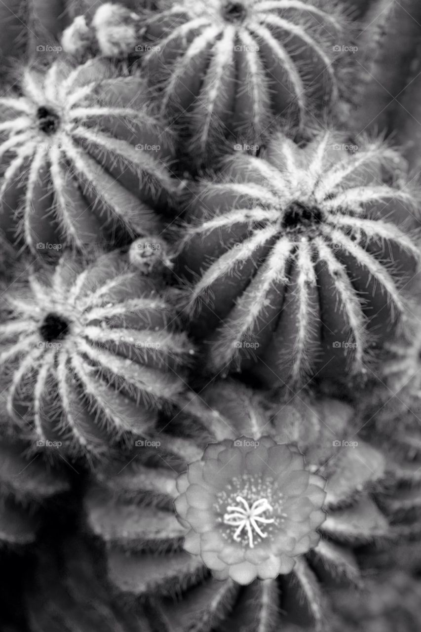 Cacti with flower black and white