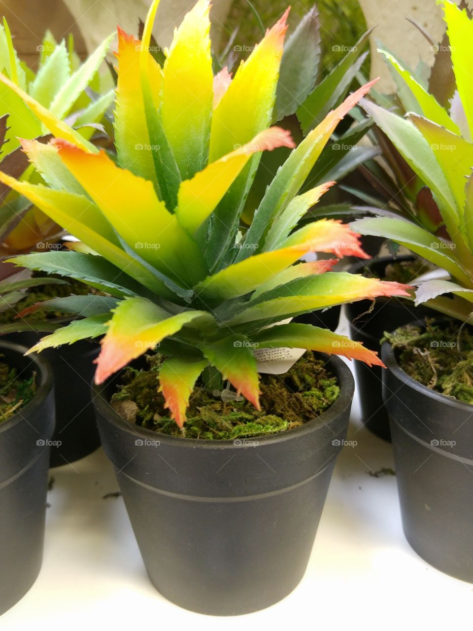 What the pots contain