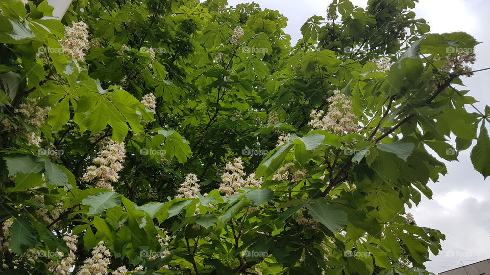 chestnut tree in spring