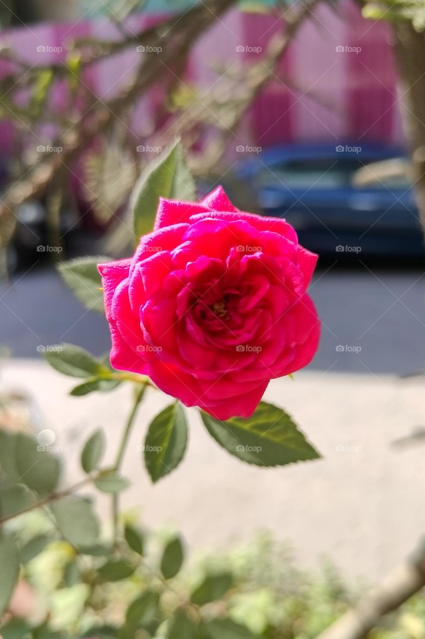 Rose, Beautiful Rose, Lovely Flower of Rose