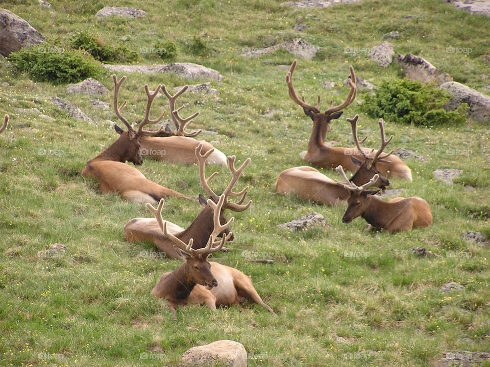elk resting lazy longing by buzzsmith