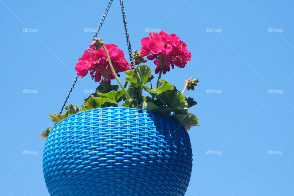 My neighbors hanging plants 