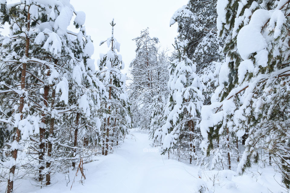 winter forest