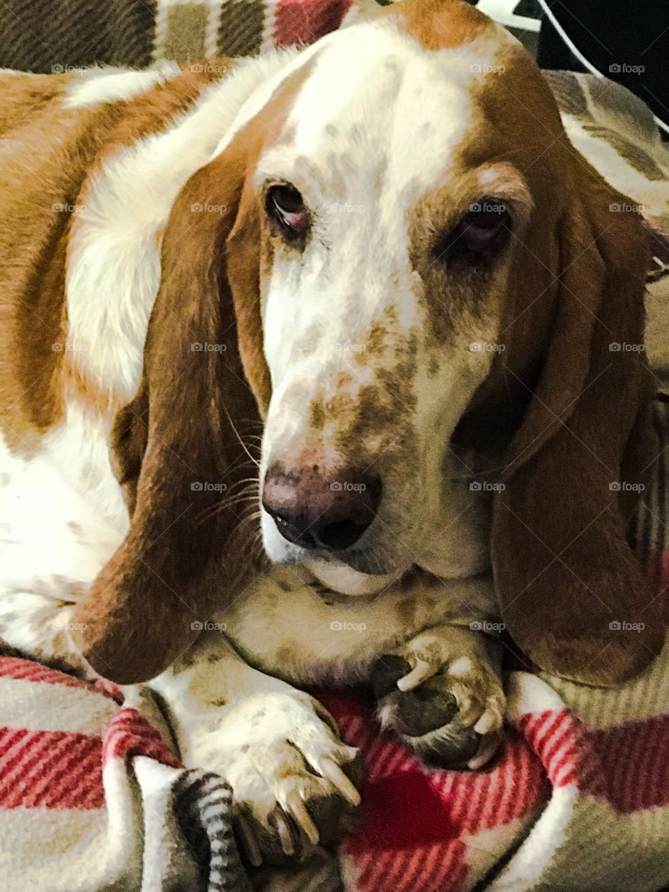 Basset hound portrait sessions two