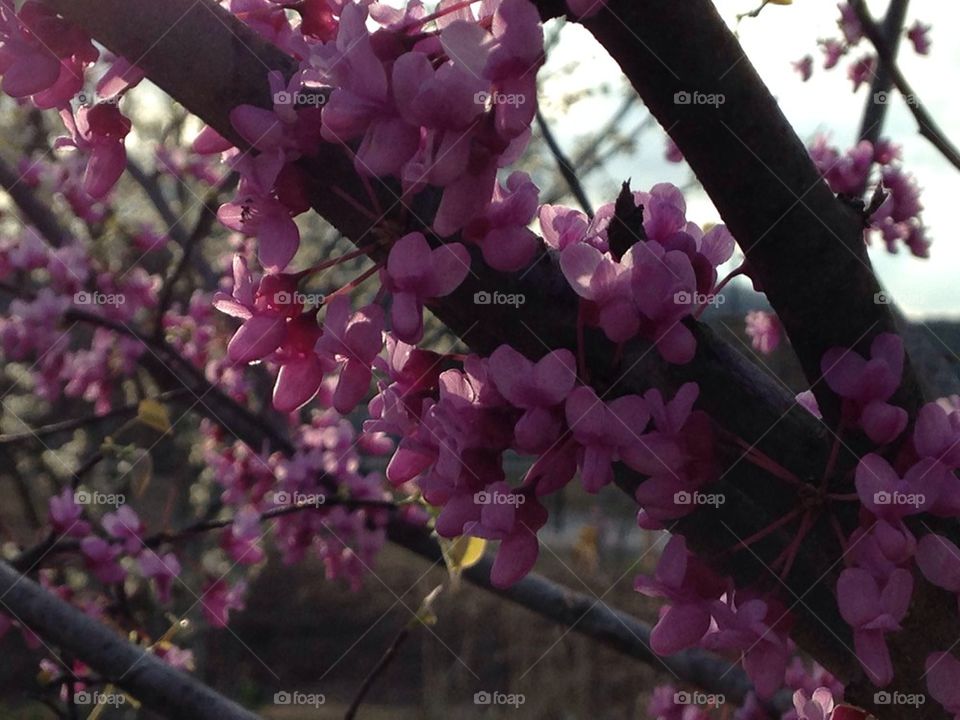 Sunlight thru pink tree blooms