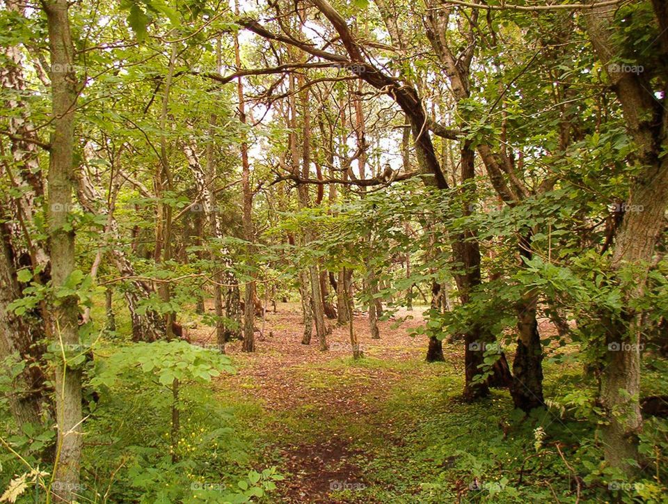 Path in the forest