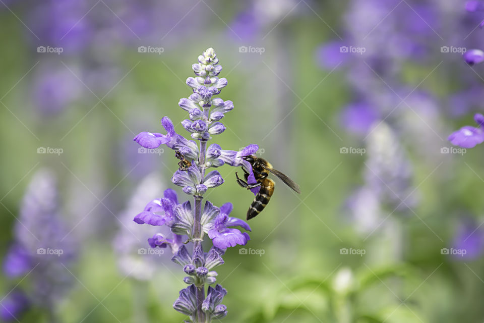 Bee on purple flowers or Lavandula angustifolia in garden