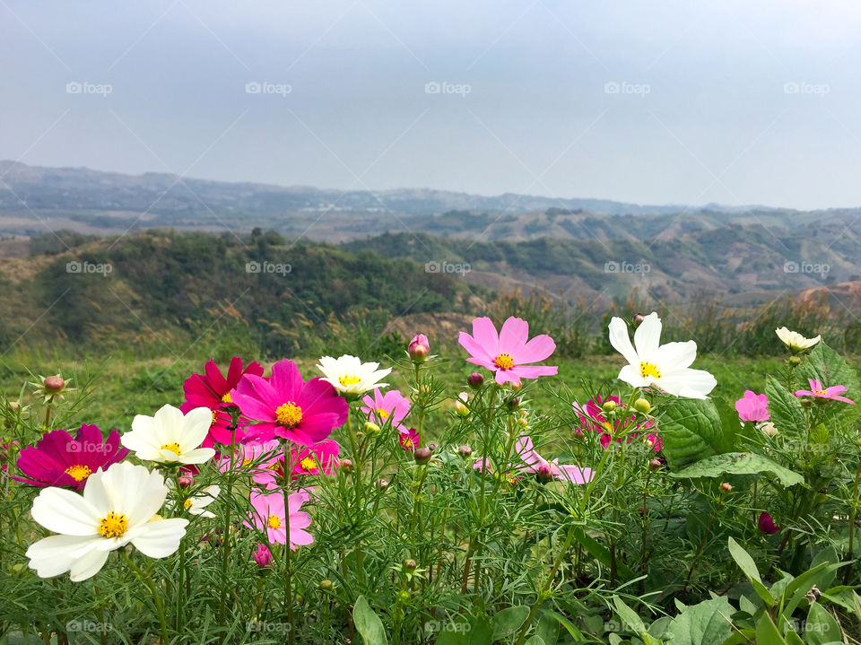 Beautiful landscape view the colour of cosmos flower field with mountain background (Cosmos bipinnatus Cav.,Mexican Asterin) in the morning feeling fresh/selective focus
