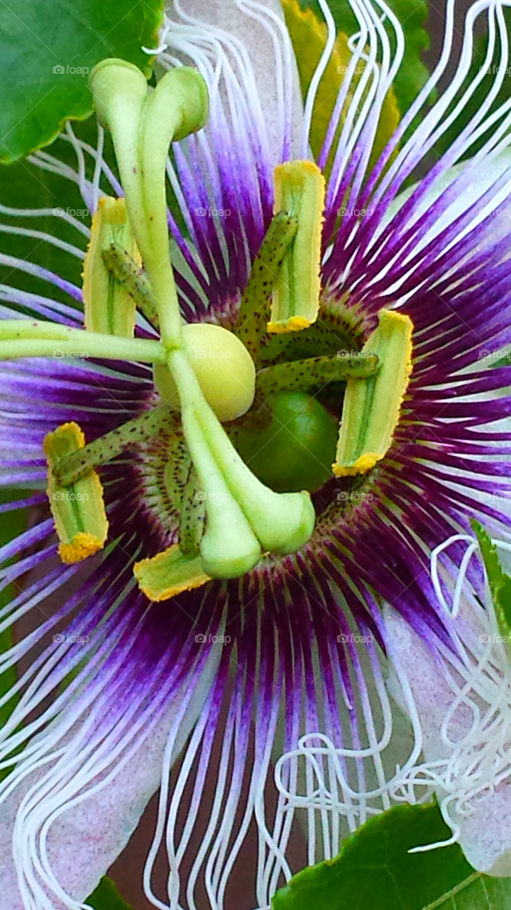 "Passion Flower"