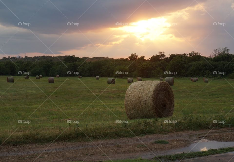 Field with hay rolls at sunset