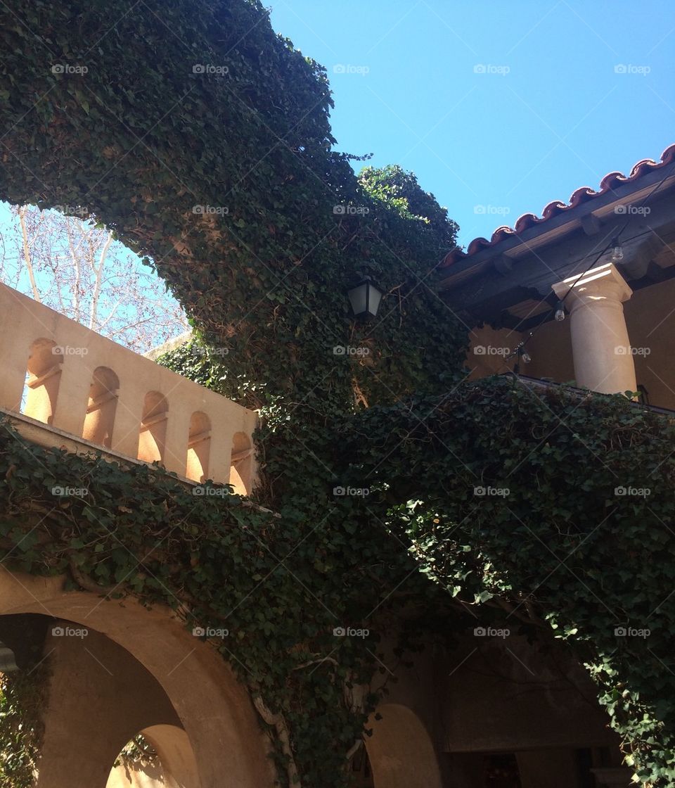 Courtyard Overgrown with Ivy