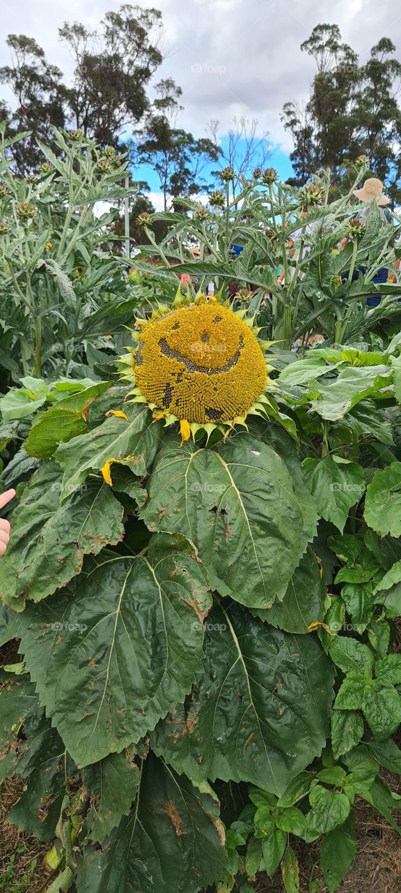 happy sunflower