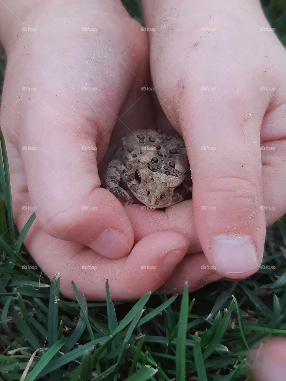 Toad in hands