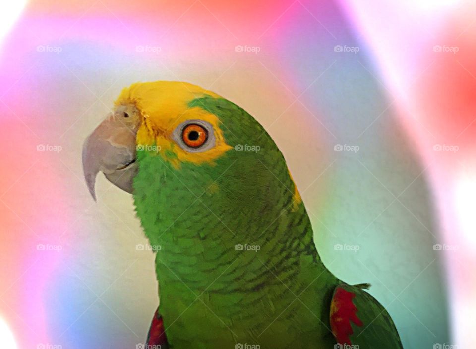 Dreamy Parrot . Dreamy parrot