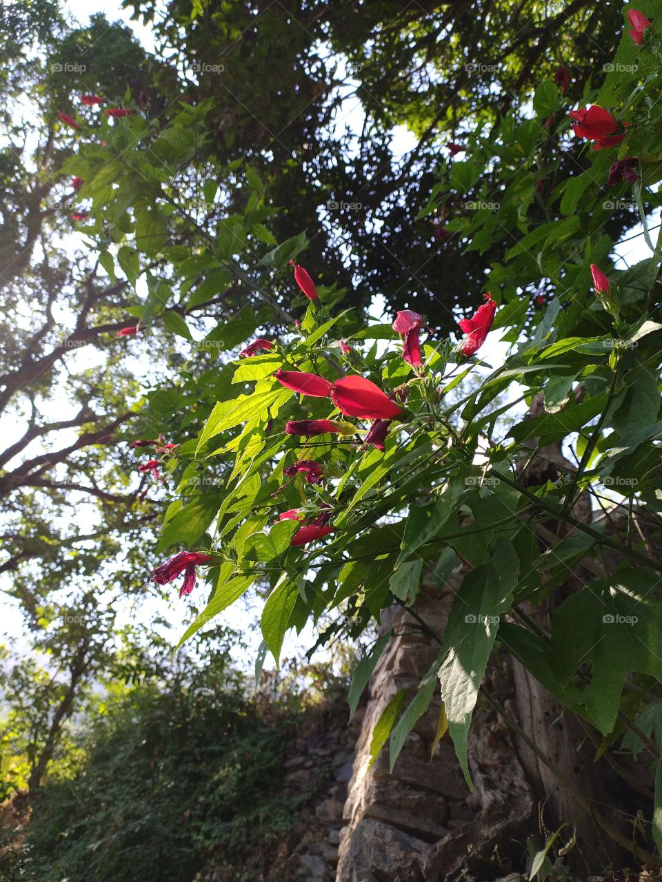 Natural beauty never fades, it's always there to make us feel happy