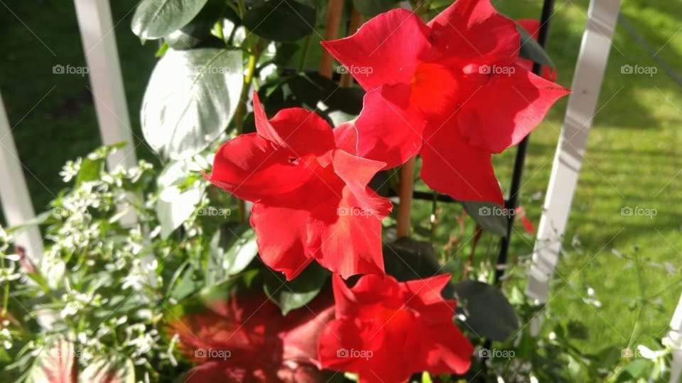 Bright red mandevilla.