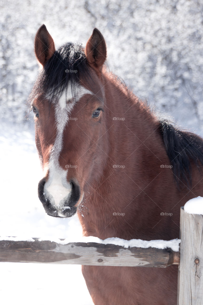 Stunning bay gelding in the snow