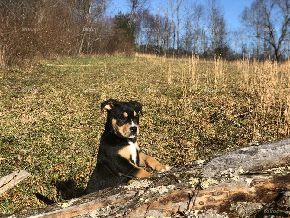 Dog