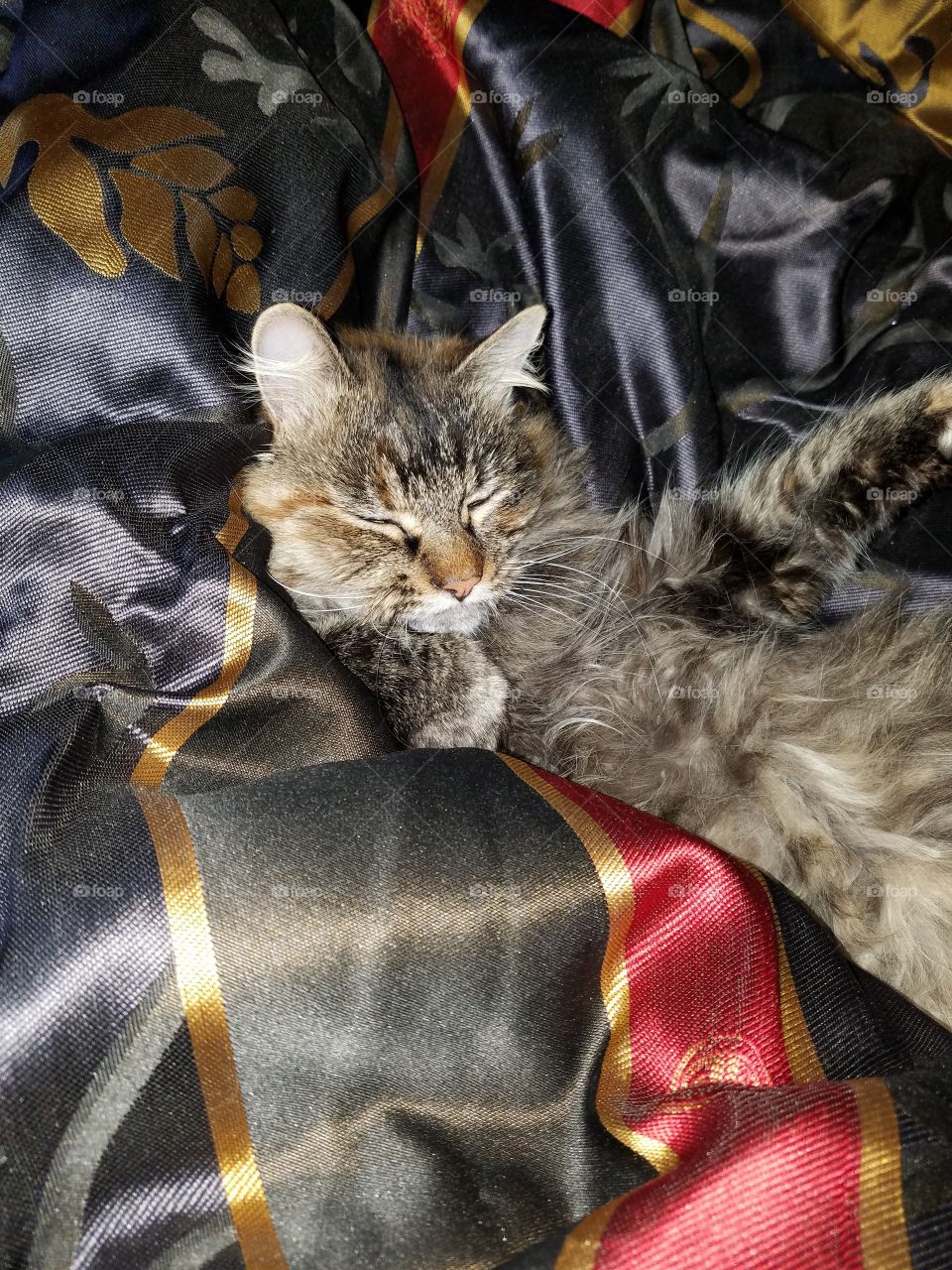 Just a happy kitty laying in bed after going from sad little stray to queen of the house.