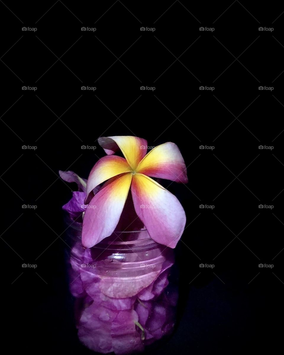A purple flower picture with completely black black background 